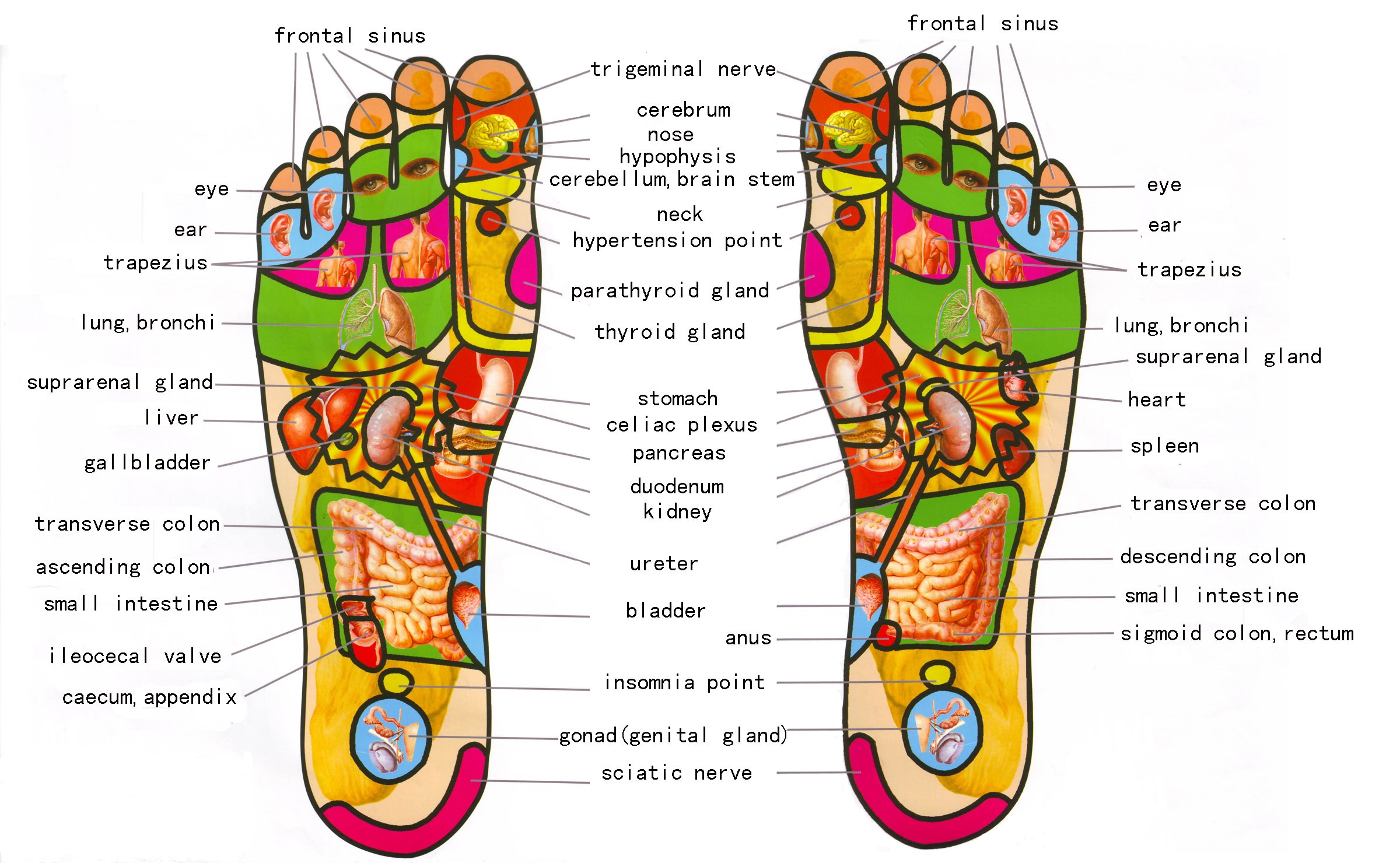 Reflexology chart of feet